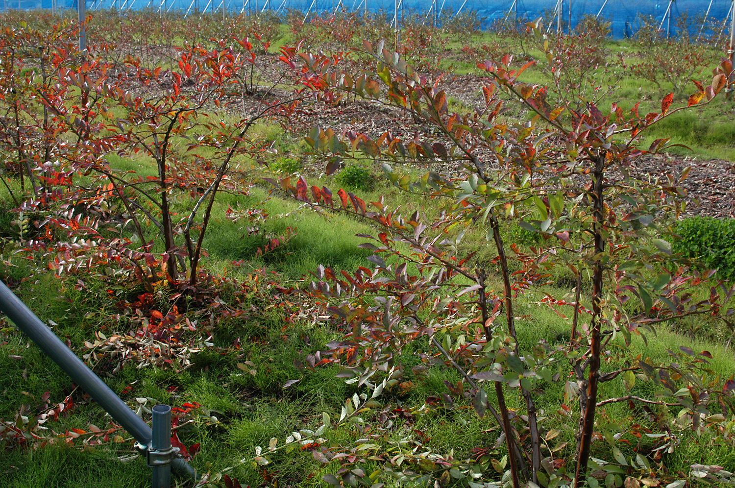 ブルーベリー園
