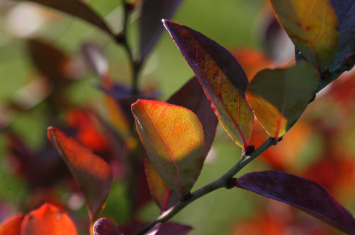 ブルーベリー紅葉