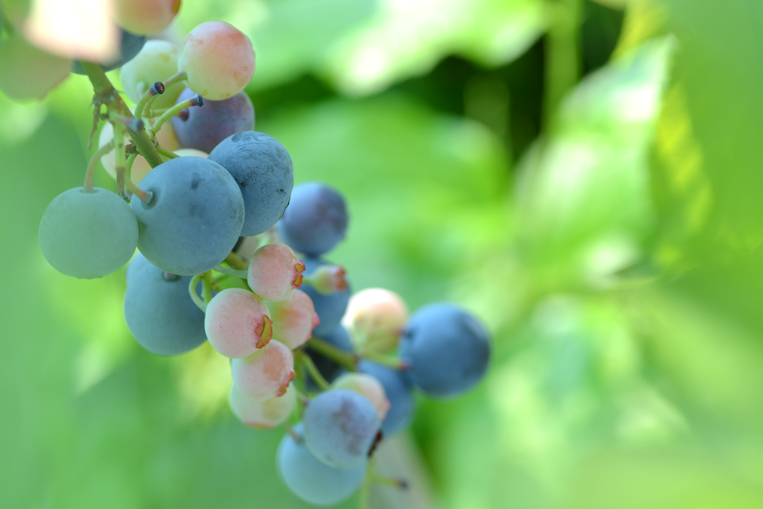 ブルーベリー週末農家