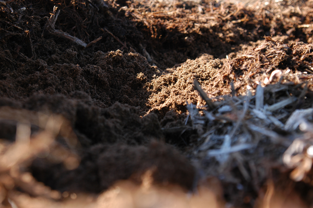 ブルーベリーの土