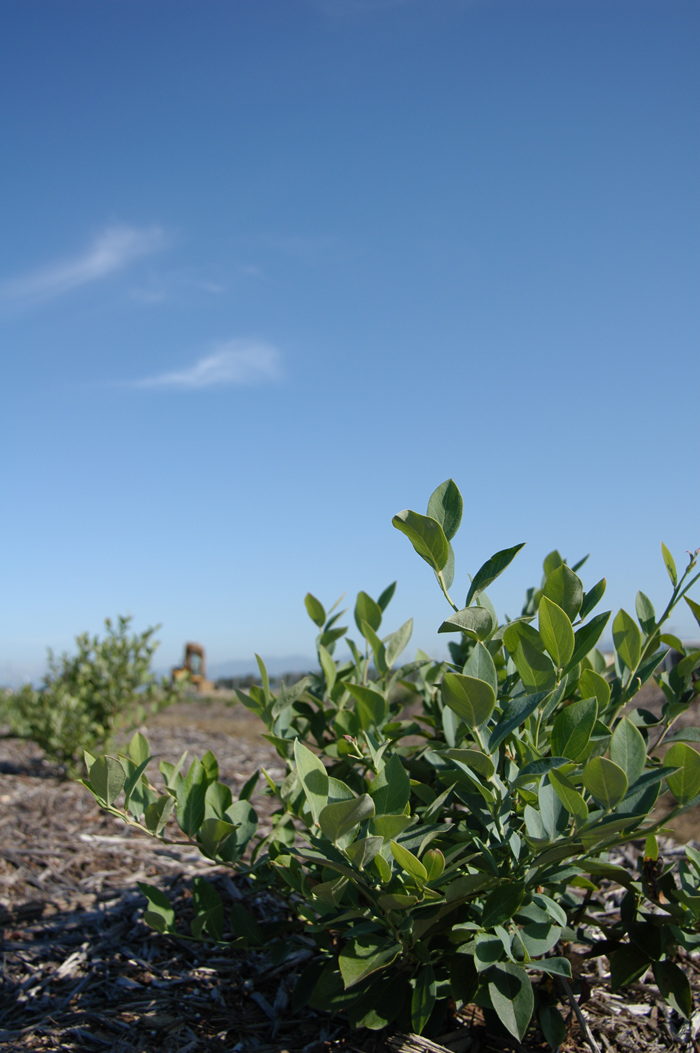 ブルーベリー苗