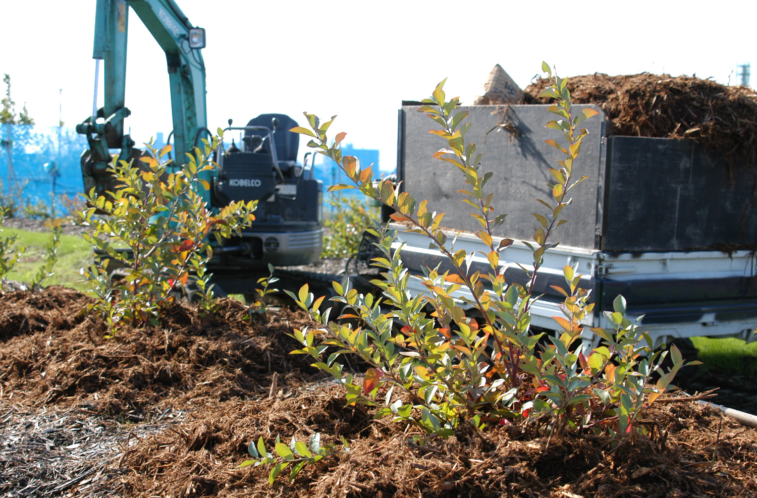 ブルーベリー畑