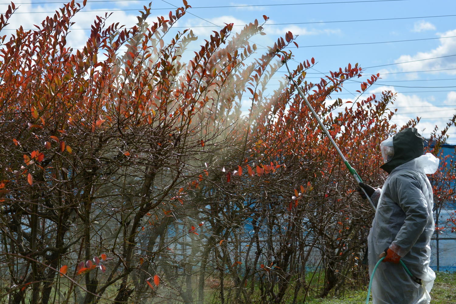 無農薬ブルーベリー