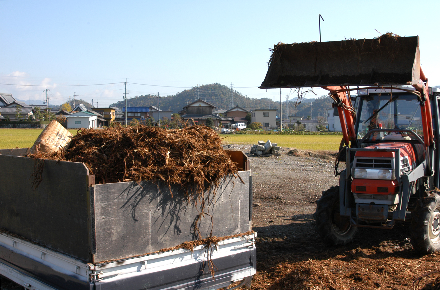 有機物マルチ ブルーべリー