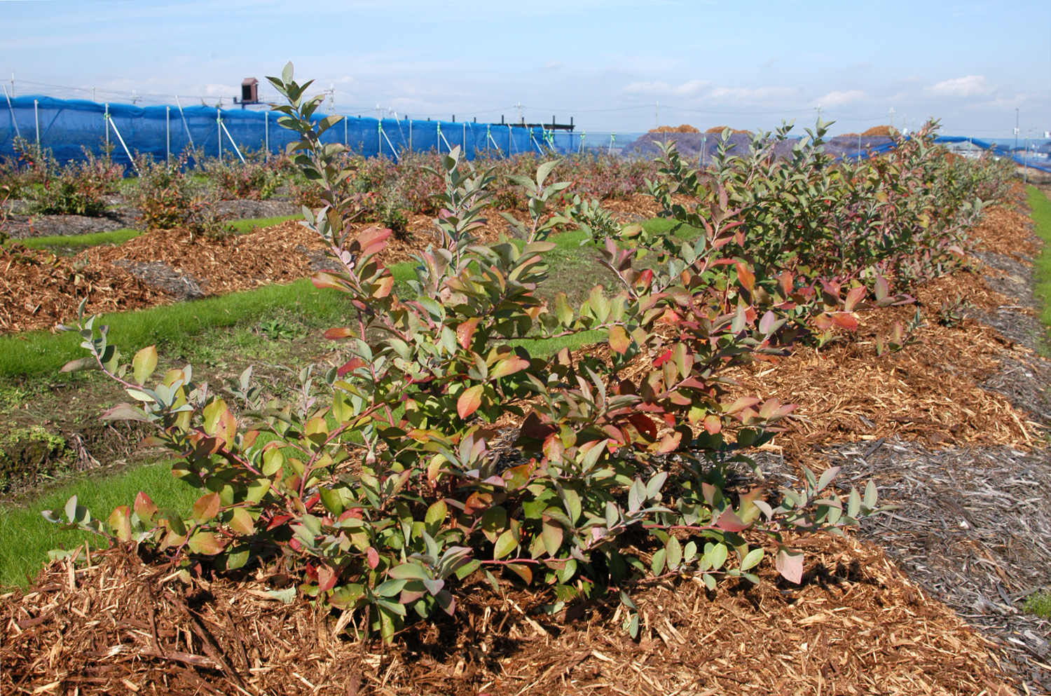 ブルーベリー園