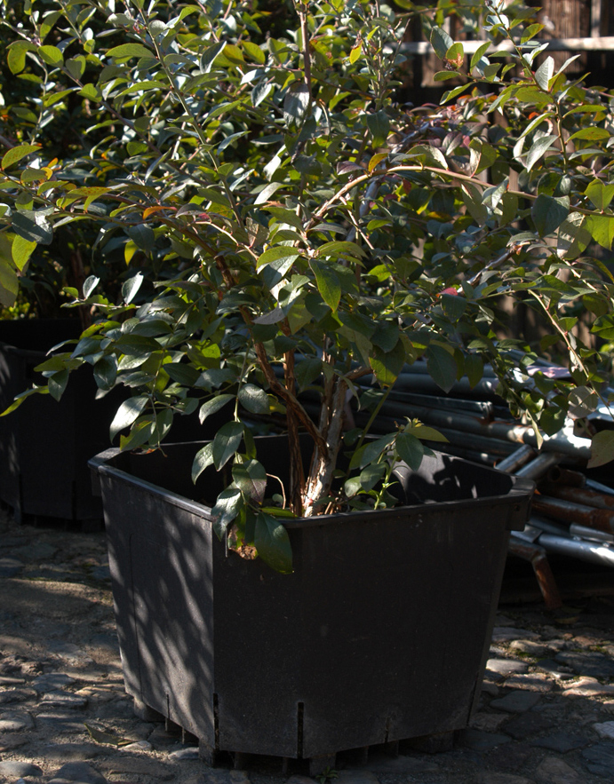 ブルーベリーの樹