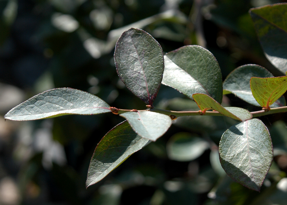 ブルーベリーの単短枝と葉