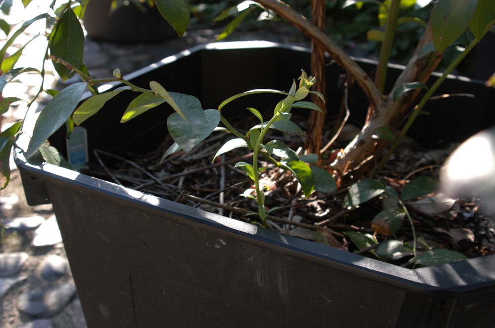 ブルーベリーのブッシュ