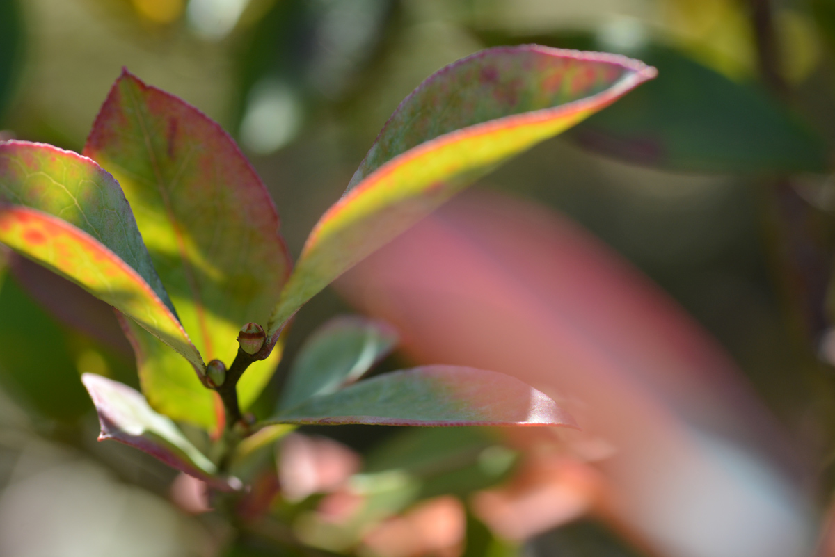 ブルーベリー　防除体系