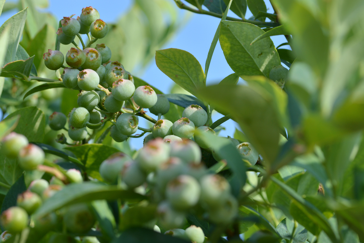 ブルーベリー園　防除体系