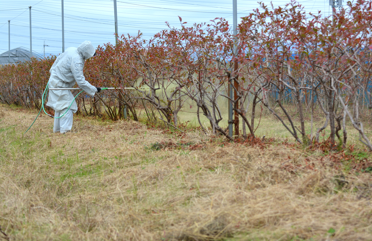 ブルーベリー園　防除機