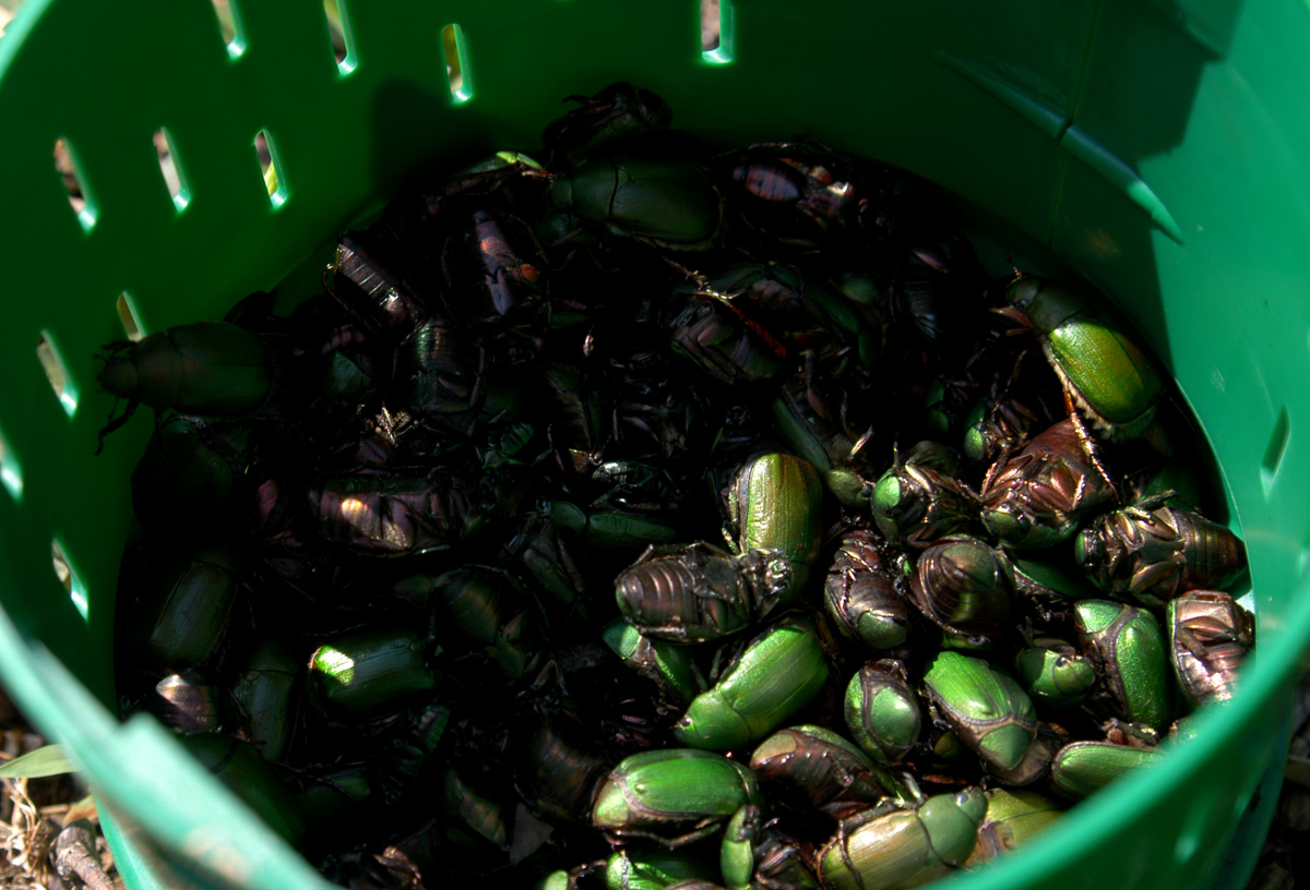 ブルーベリー園 コガネ虫