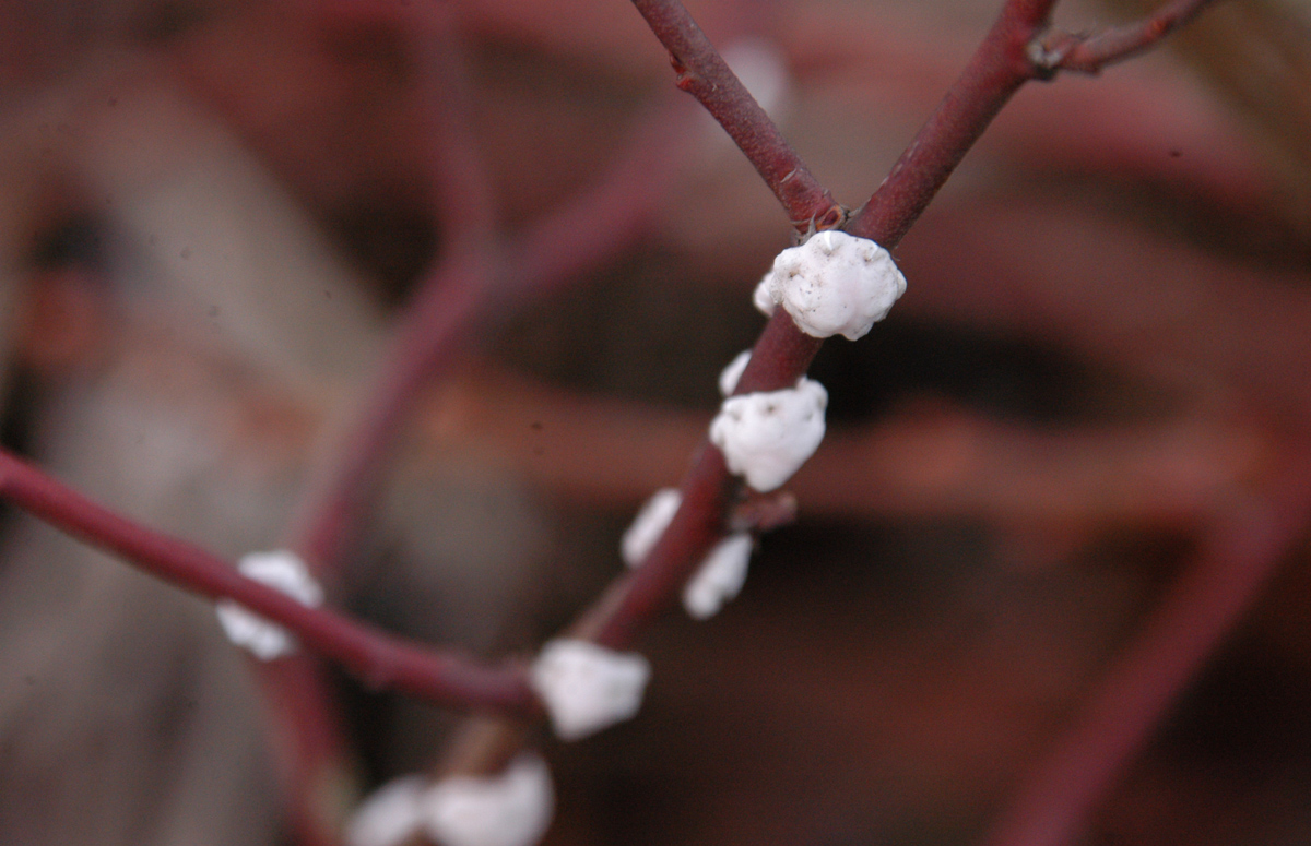 カイガラ虫 ブルーベリー園
