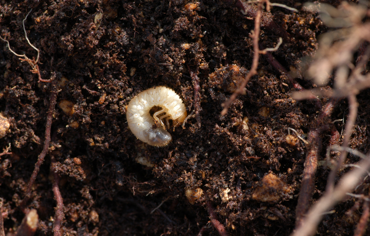 ブルーベリー園 コガネ虫の幼虫