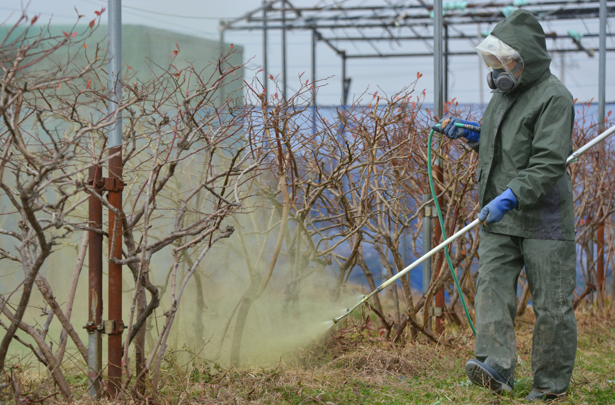 ブルーベリー園 防除