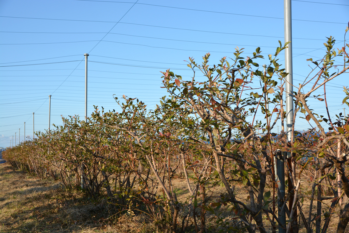 ブルーベリー防除