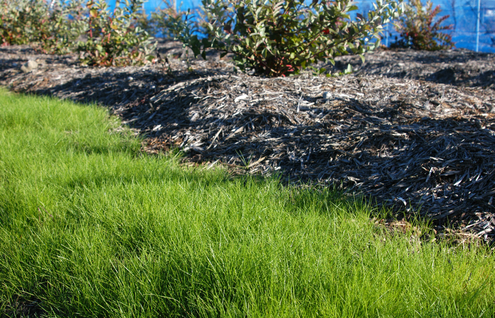 ブルーベリー園 ナギナタガヤ