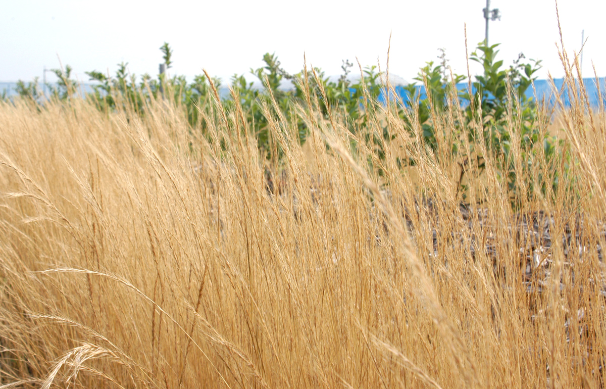 ブルーベリー園 ナギナタガヤ