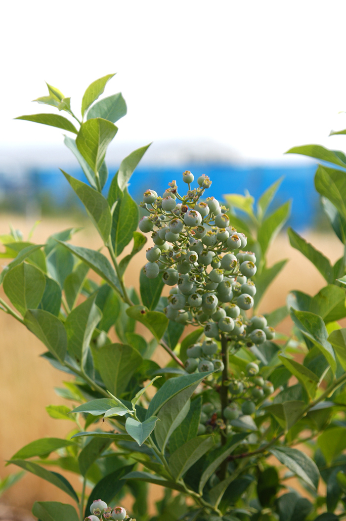 有機物マルチング ブルーベリー