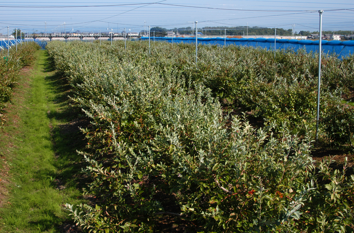 ブルーベリー園 カバープランツ