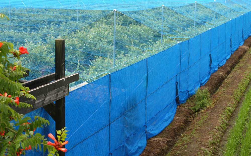 防鳥ネット ブルーベリー園