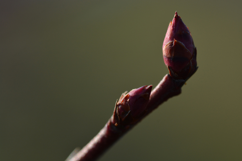 定点観測 ブルーベリー花芽