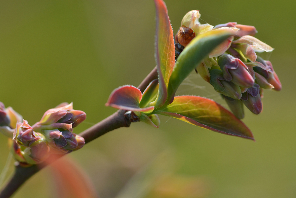 ブルーベリーの花芽 定点観測