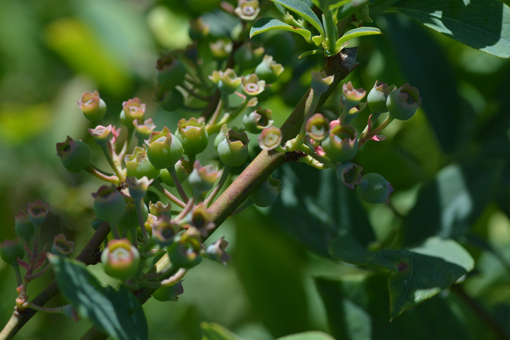 定点観測 ブルーベリー