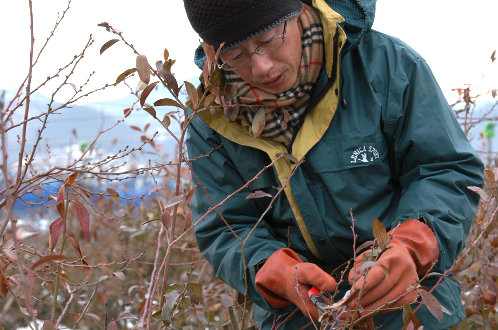 定点観測 ブルーベリー