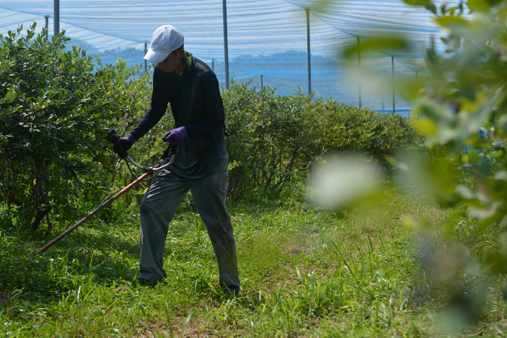 ブルーベリー園