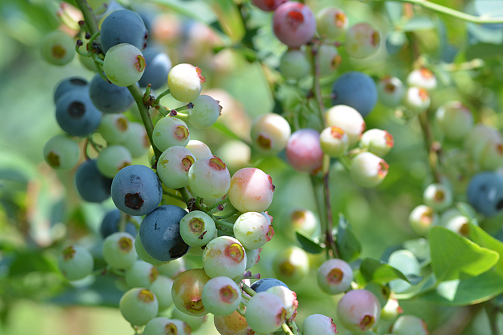 吾一農園 ブルーベリー園