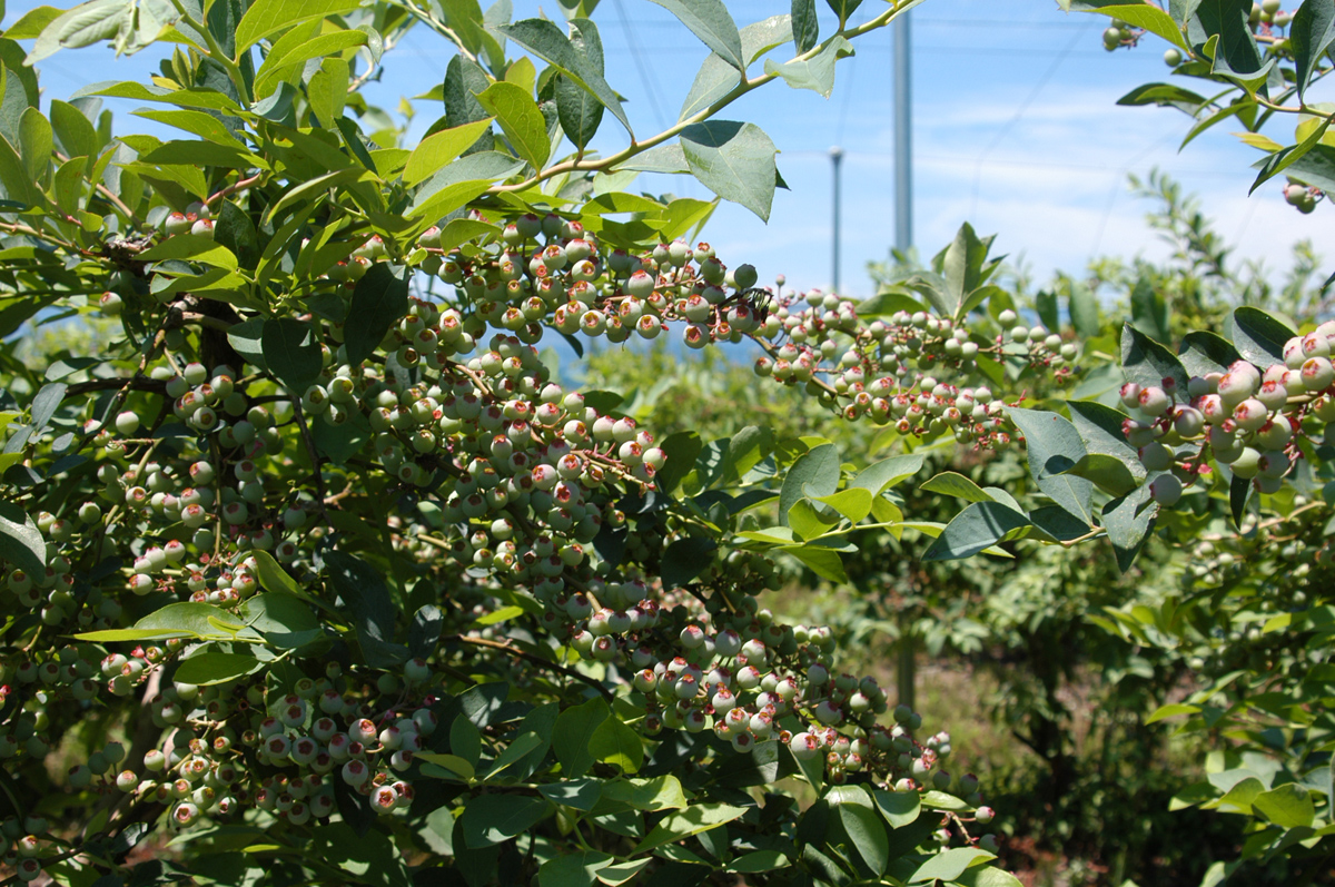吾一農園 ブルーベリー園