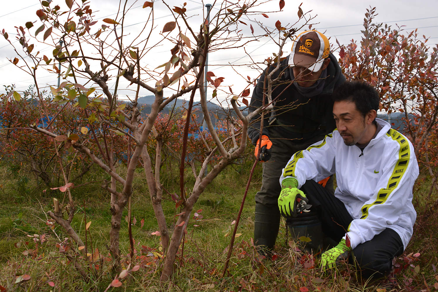 ブルーベリー栽培