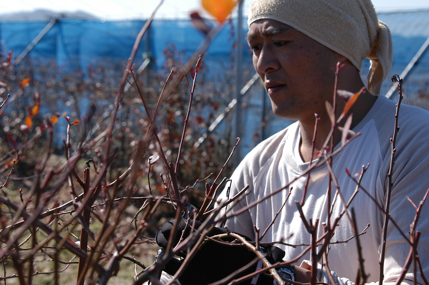 ブルーベリー栽培