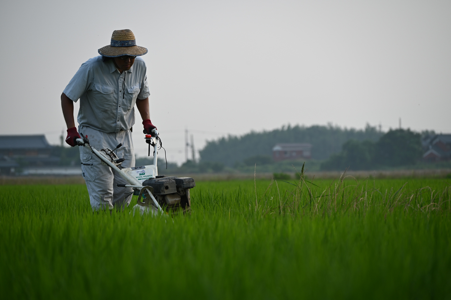 畦草ウイングモアー
