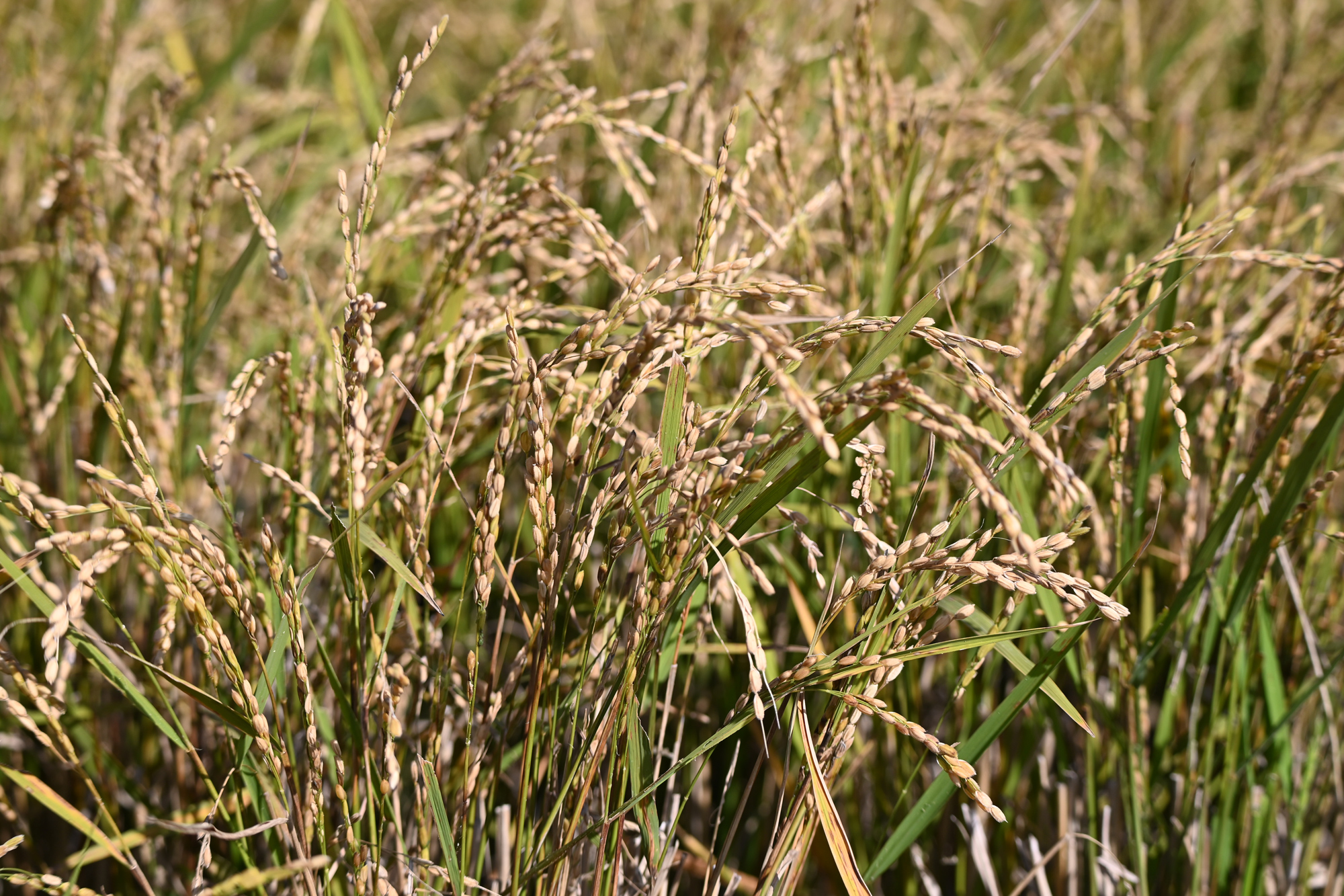 再生稲の稲穂