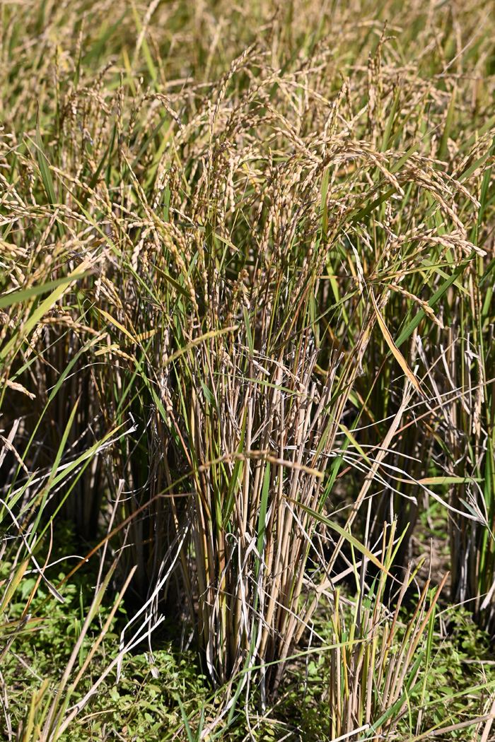 再生二期作稲穂