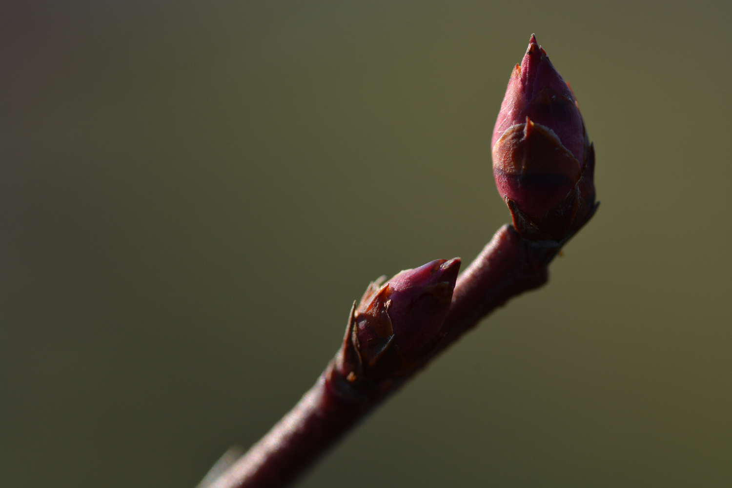 ブルーベリーの花芽