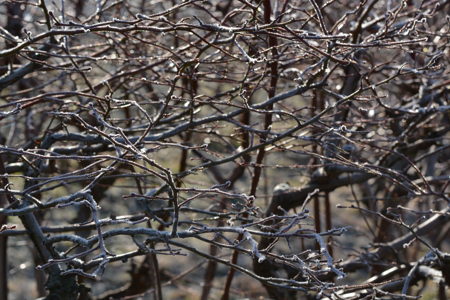 ブルーベリーの枝