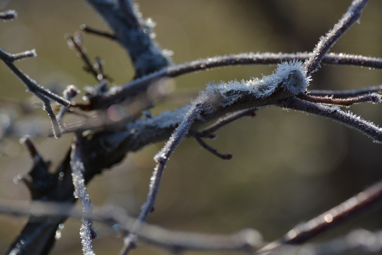 剪定後のブルーベリーの枝