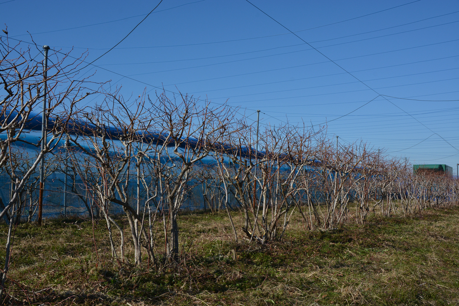 ブルーベリー畑 吾一農園