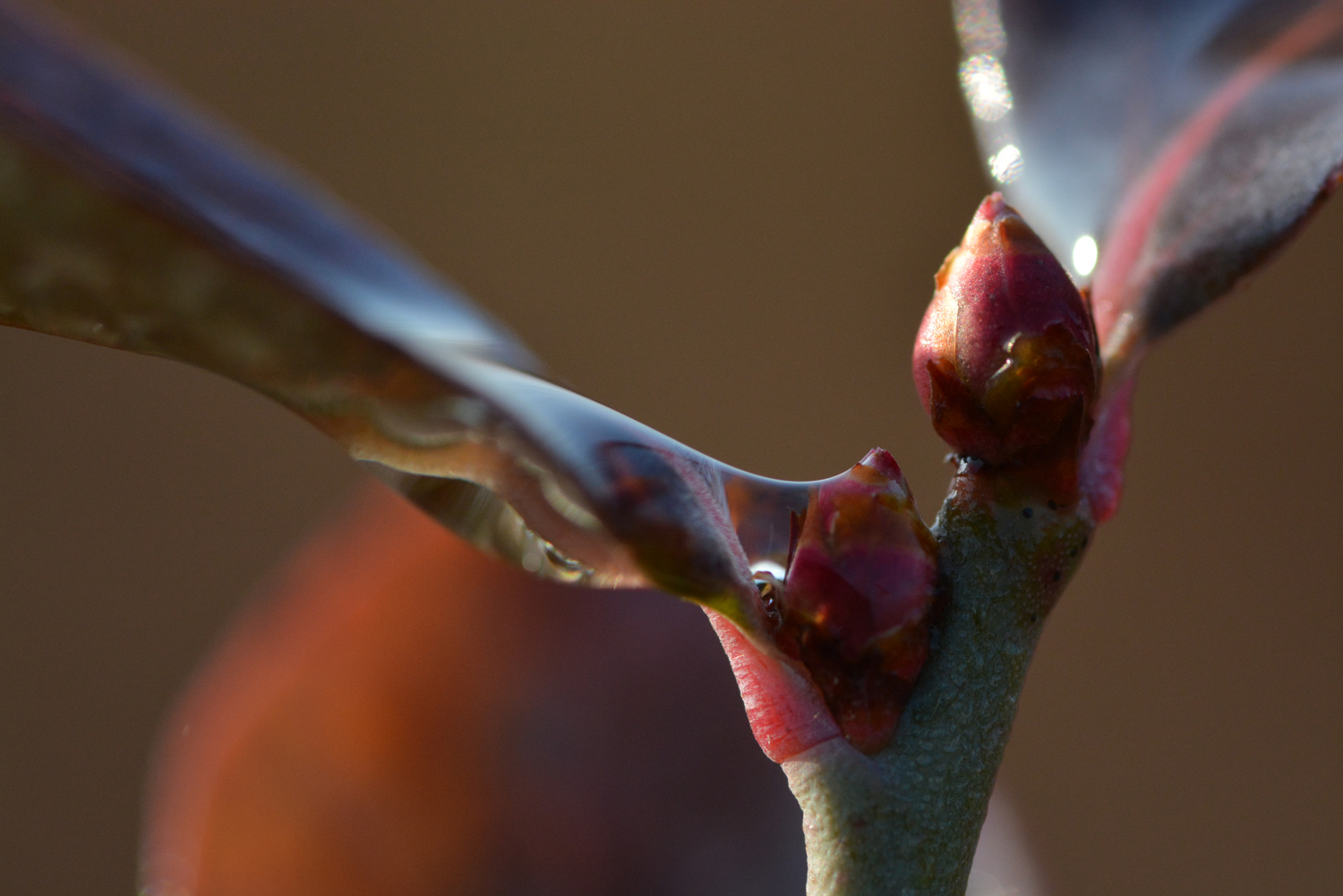ブルーベリー花芽