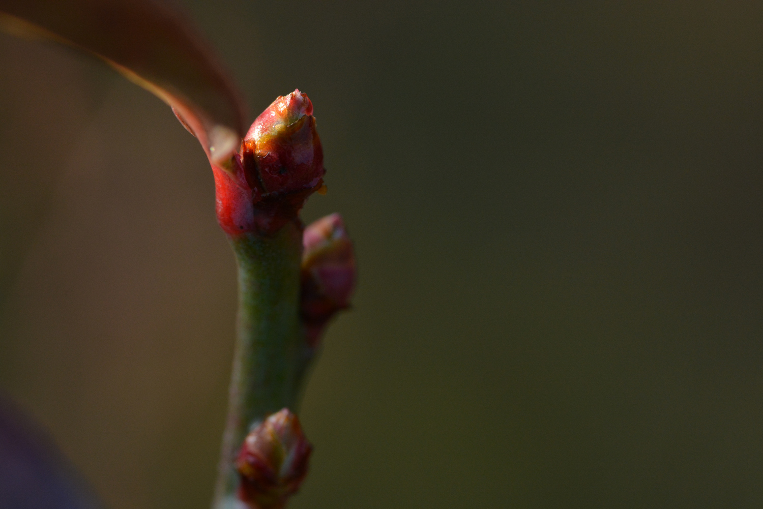 ブルーベリー花芽