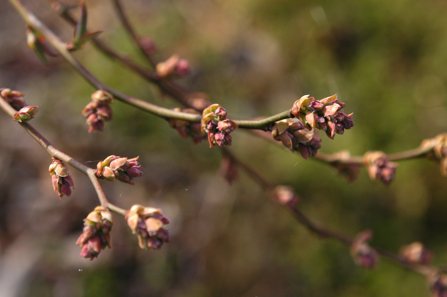 ブルーベリーの枝