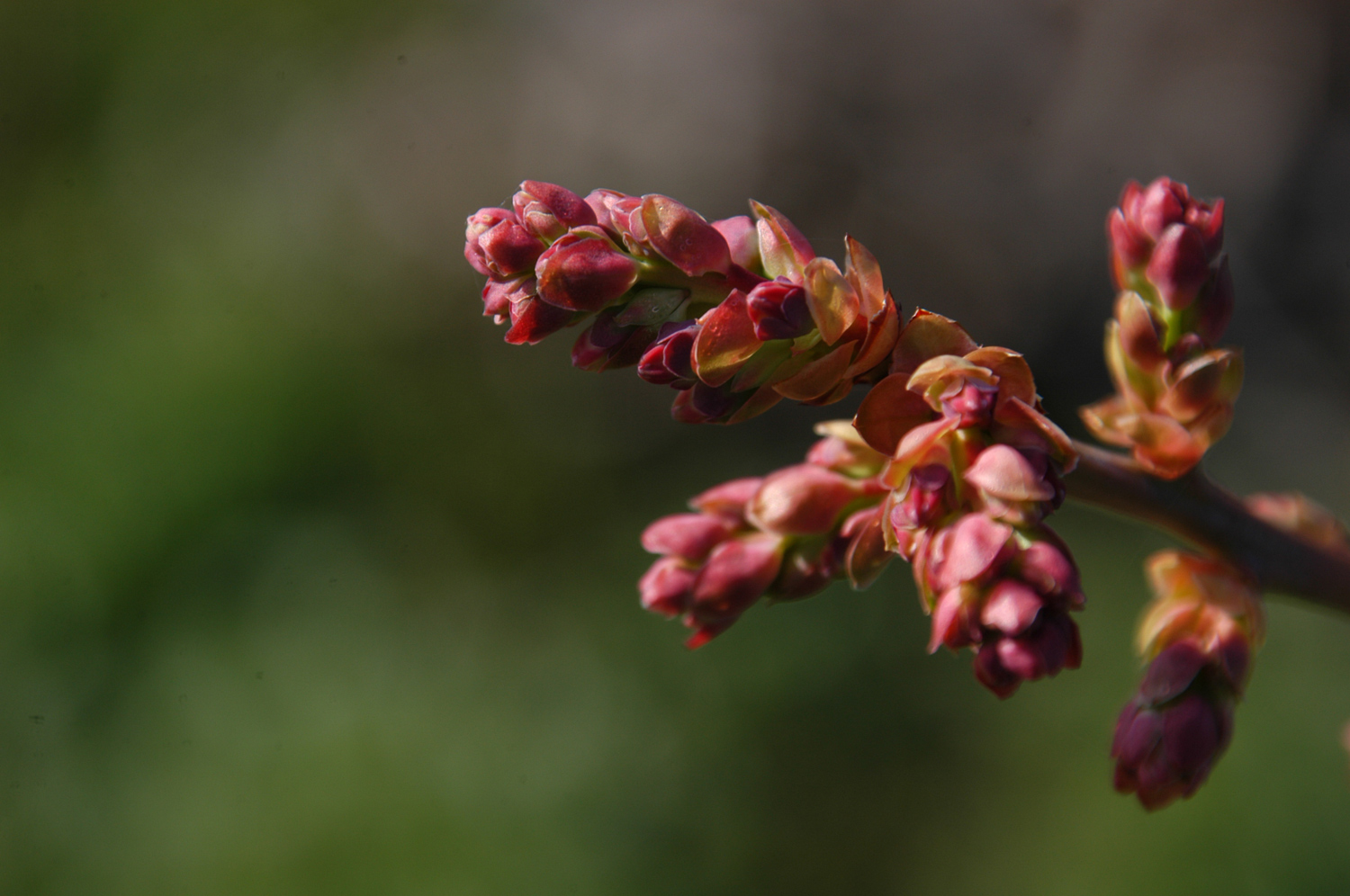 ブルーベリー蕾