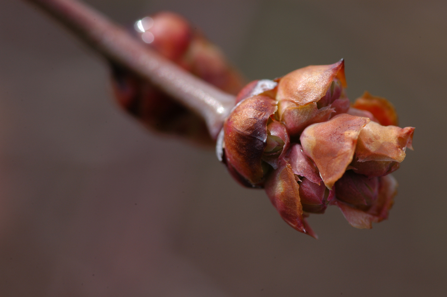 ブルーベリー蕾