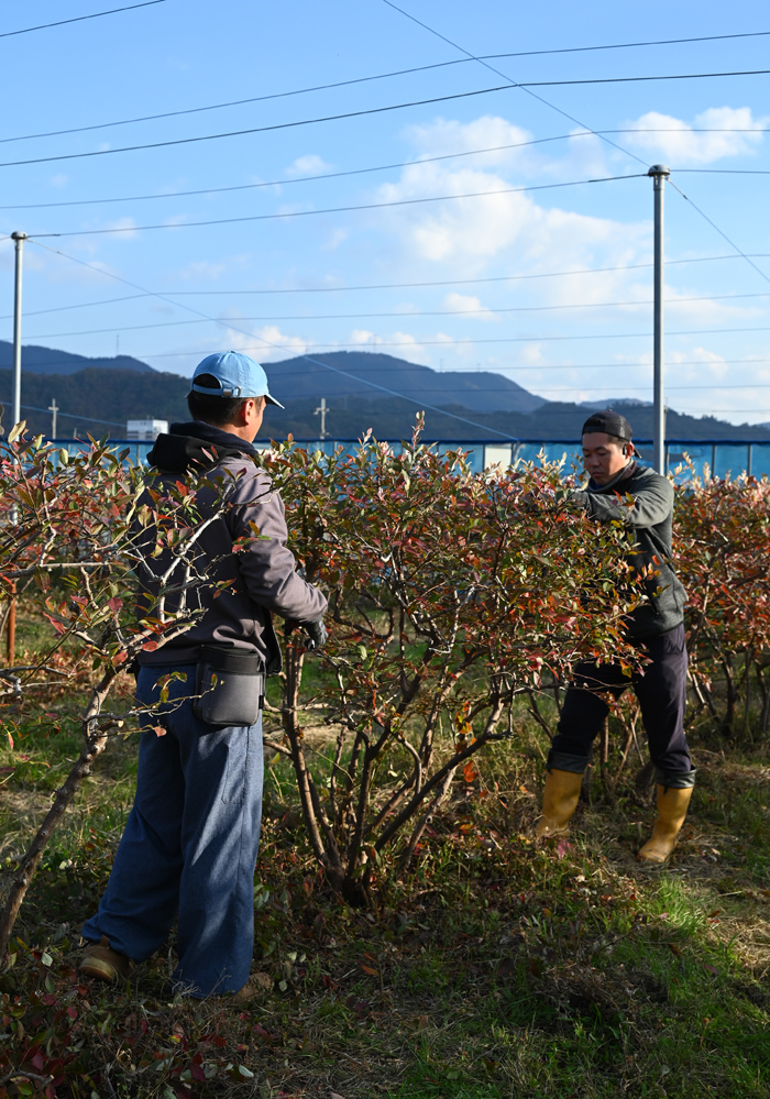 ブルーベリー剪定　天空返し