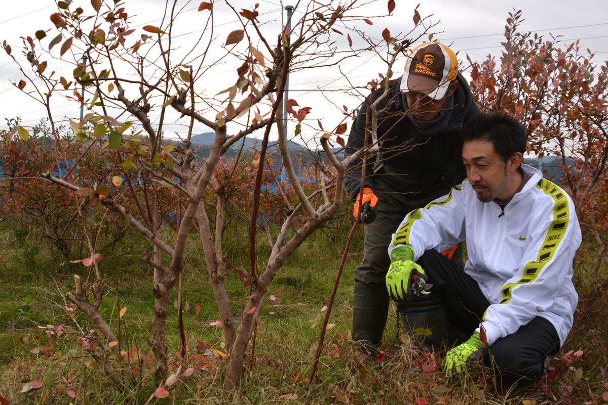 ブルーベリー剪定　ローテーション