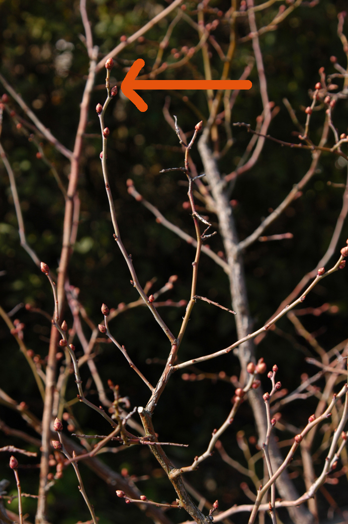 ブルーベリー剪定