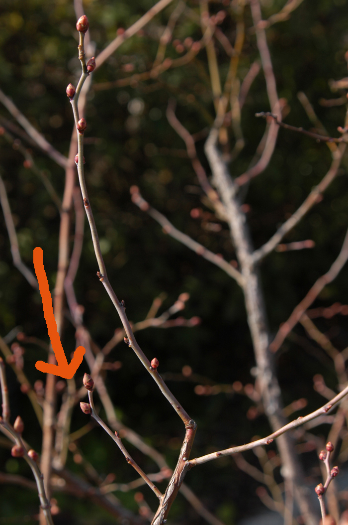 ブルーベリー剪定